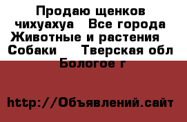 Продаю щенков чихуахуа - Все города Животные и растения » Собаки   . Тверская обл.,Бологое г.